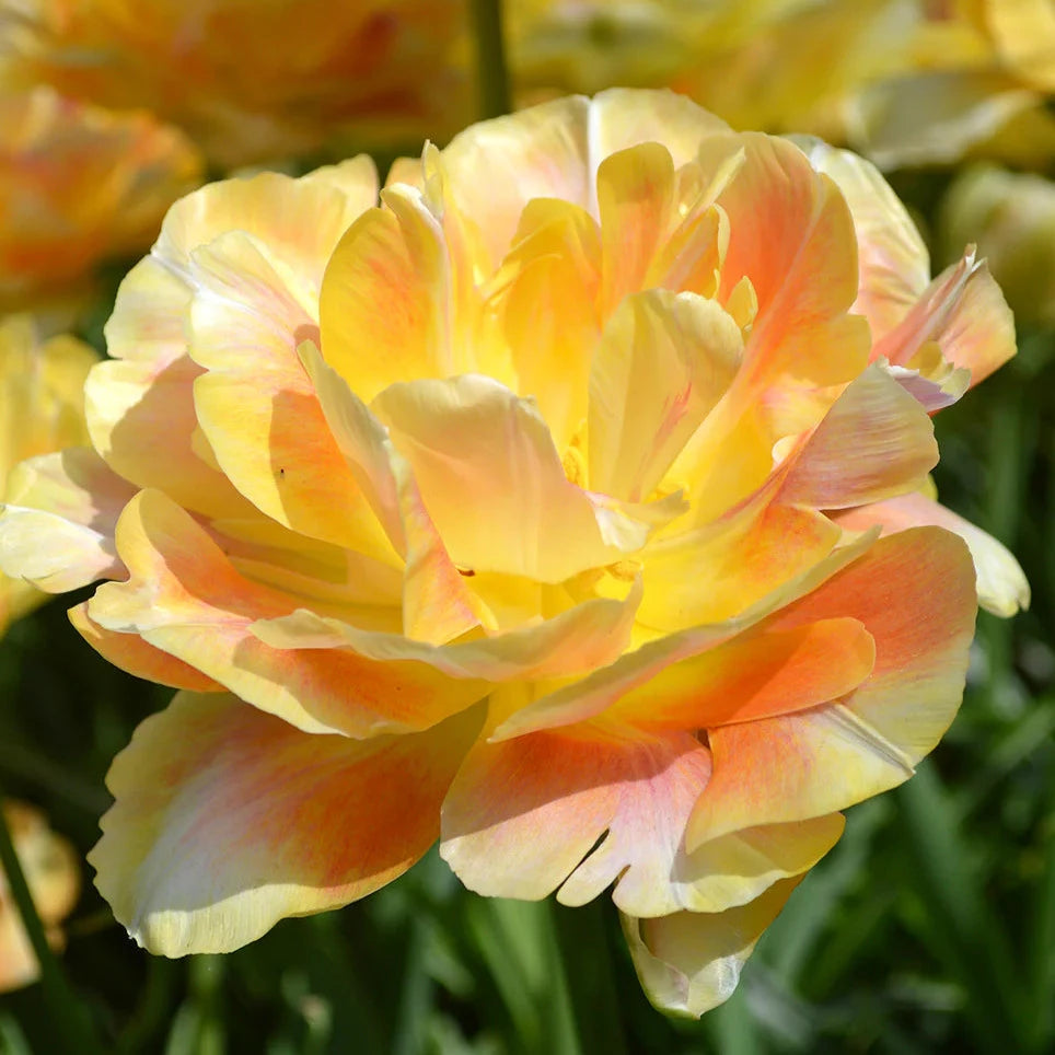 Tulip Charming Beauty 10-pack