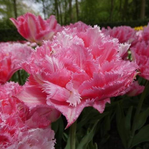 Tulip Crispion Sweet 10-pack
