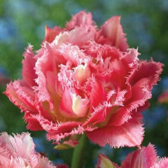 Tulip Crispion Sweet 10-pack – Growing Tkaronto Floristry