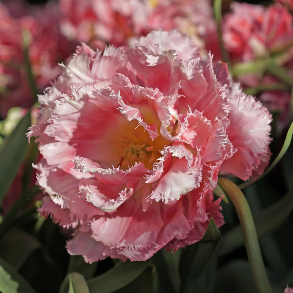 Tulip Crispion Sweet 10-pack