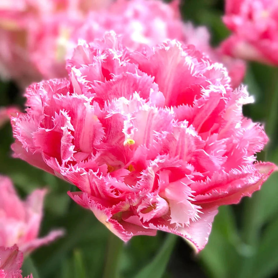 Tulip Crispion Sweet 10-pack