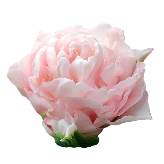 Tulip Dreamer 10-pack