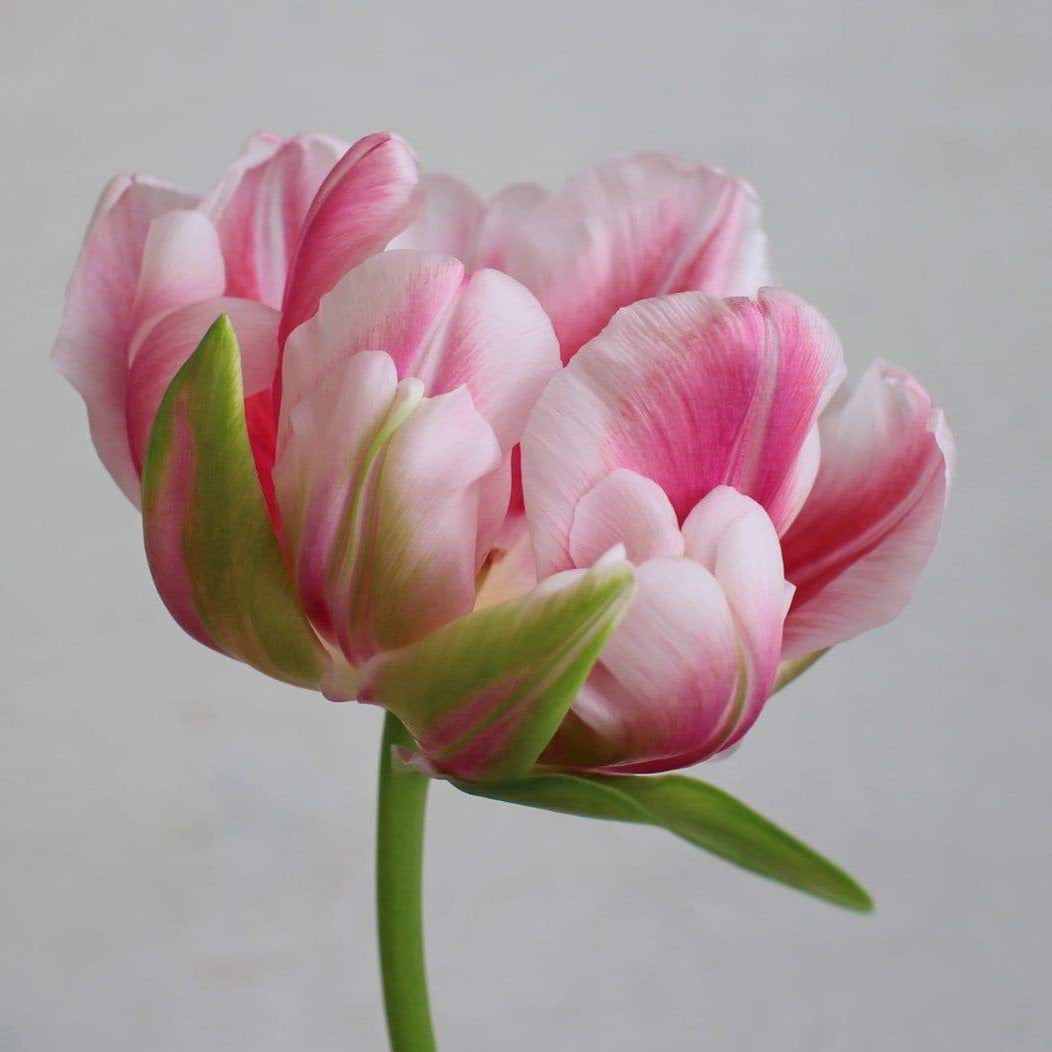 Tulip Fantasy Lady 10-pack