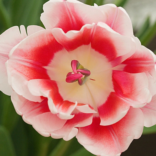 Tulip Fantasy Lady 10-pack