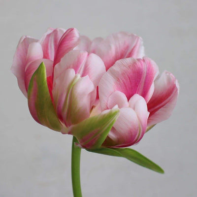See you next year! Tulip Mania Subscription