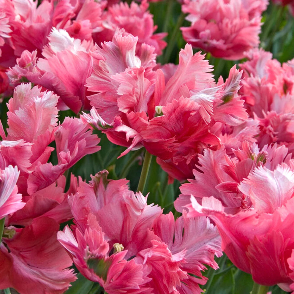 Tulip Flamingo Queen