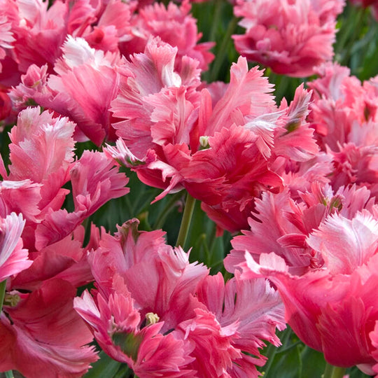 Tulip Flamingo Queen
