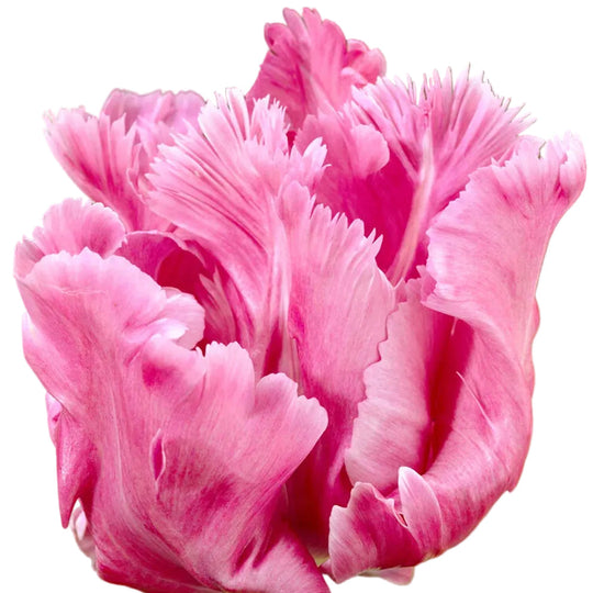 Tulip Flamingo Queen