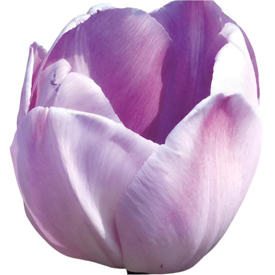 Tulip Jacuzzi 10-pack