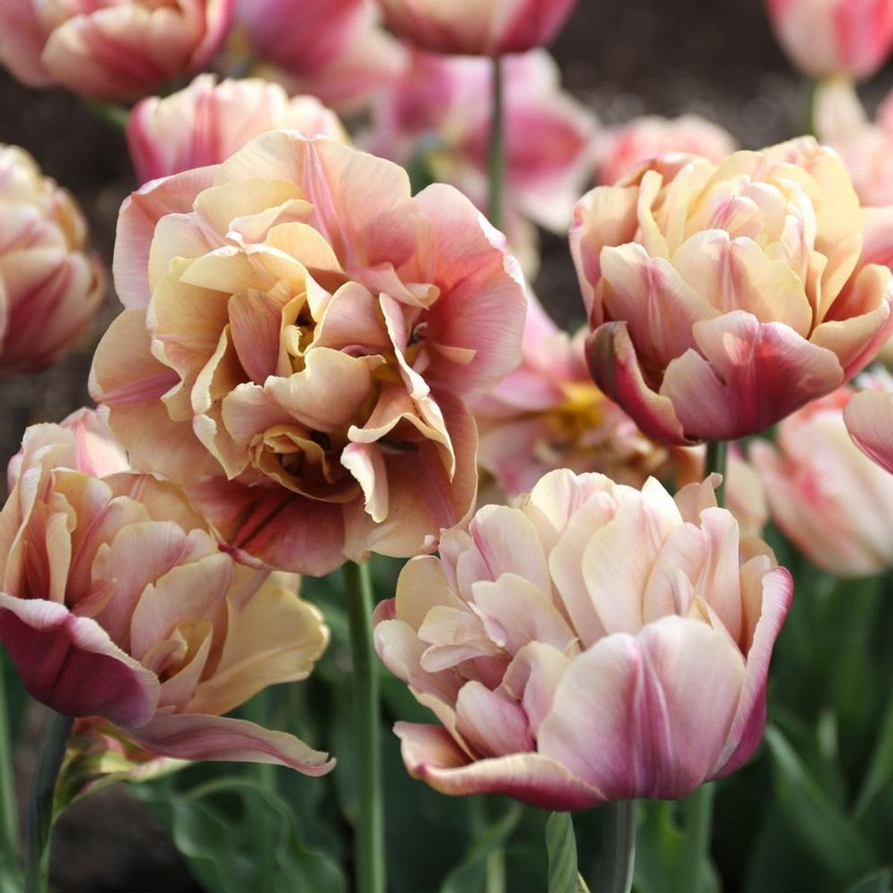 Tulip La Belle Epoque 10-pack