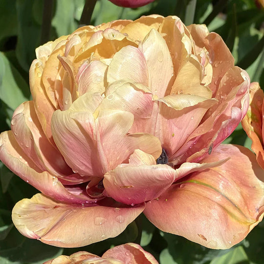 Tulip La Belle Epoque 10-pack