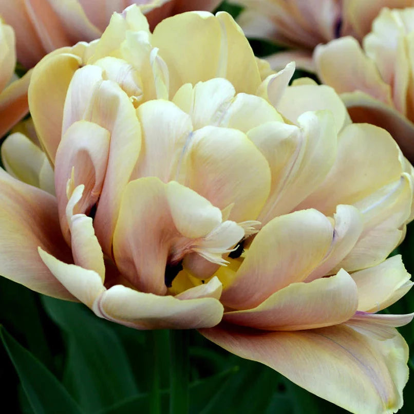 Tulip La Belle Epoque 10-pack