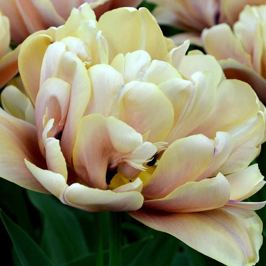 Tulip La Belle Epoque 10-pack