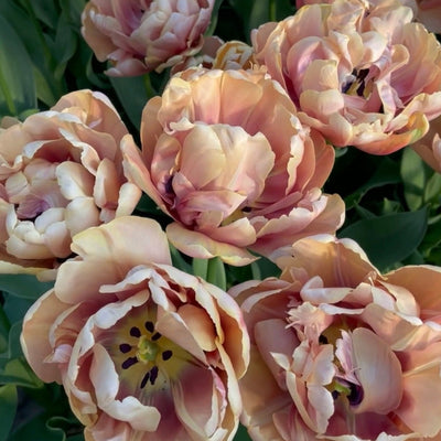 Tulip Mania Subscription