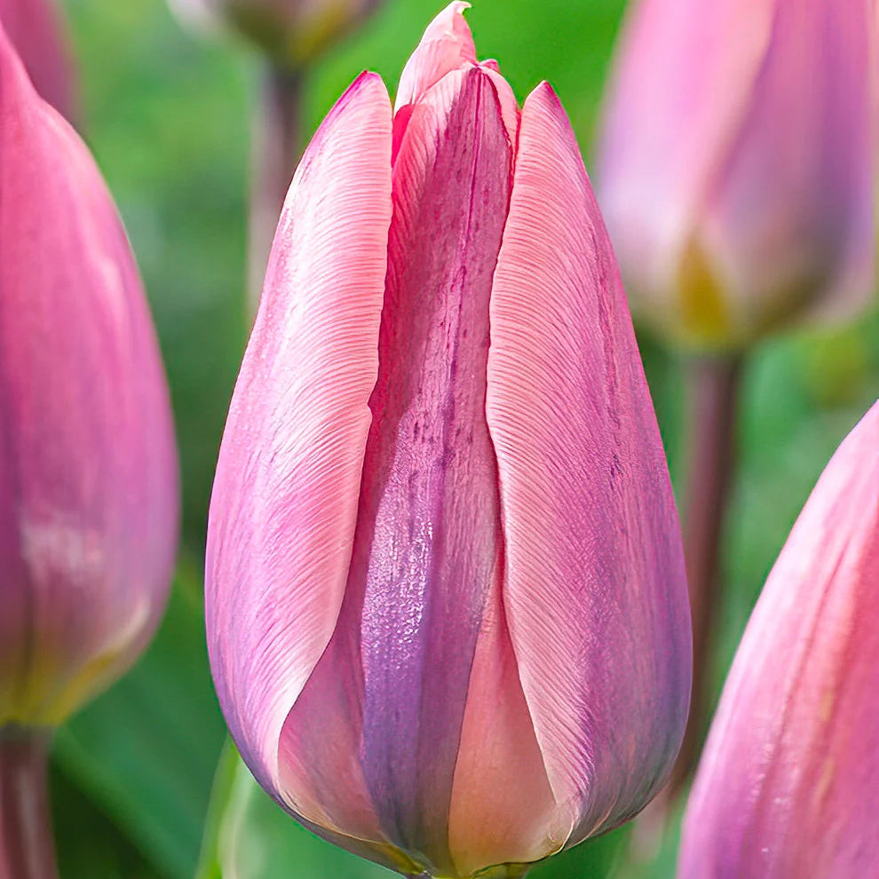 Tulip Light and Dreamy 10-pack