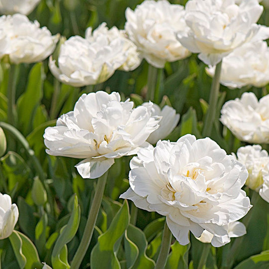 Tulip Mount Tacoma 10-pack