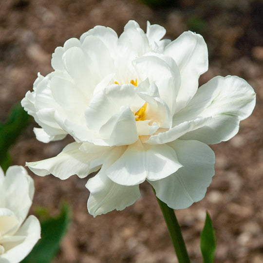 Tulip Mount Tacoma 10-pack