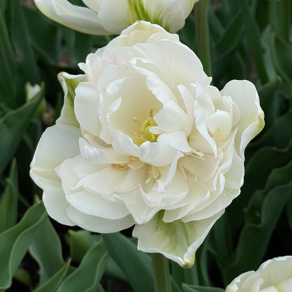 Tulip Mount Tacoma 10-pack