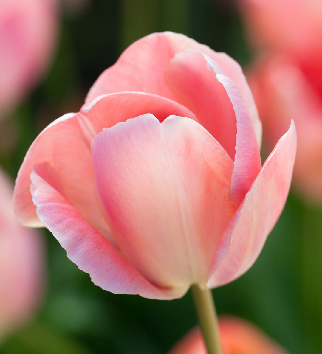 Tulip Mystic Van Eijk 10-pack