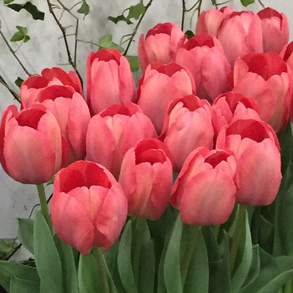 Tulip Mystic Van Eijk 10-pack