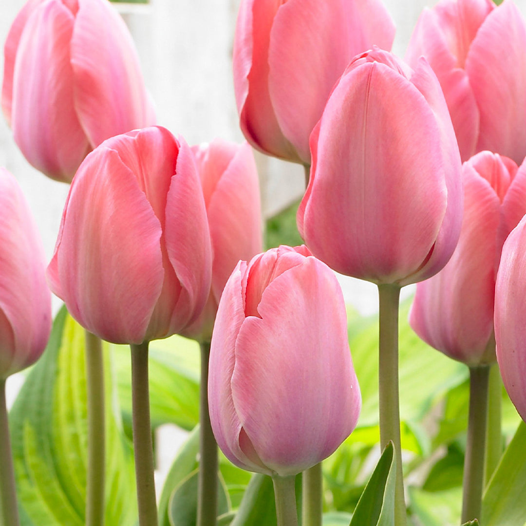 Tulip Mystic Van Eijk 10-pack