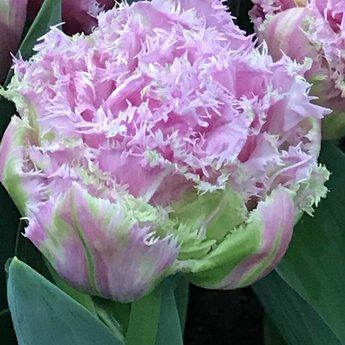 Tulip Perth 10-pack