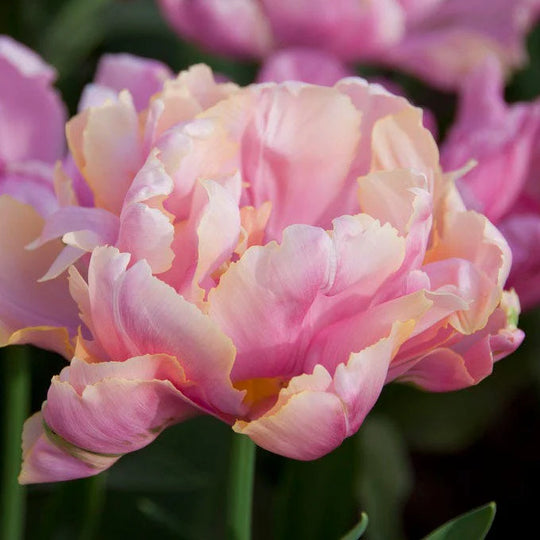 Tulip Pink Star 10-pack