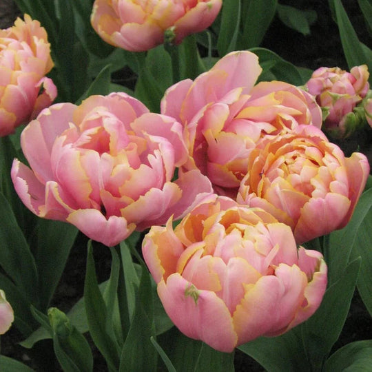 Tulip Pink Star 10-pack