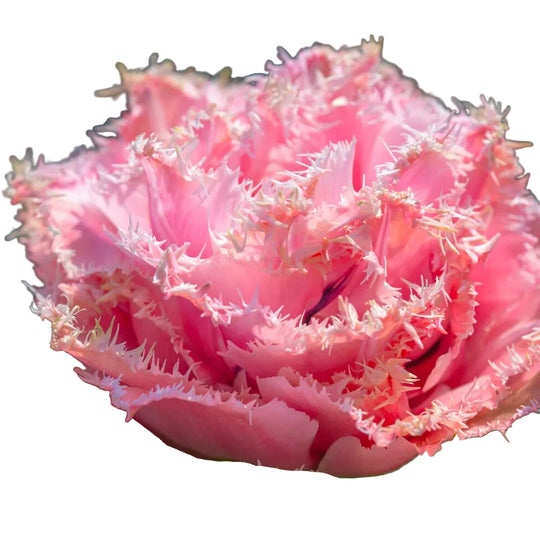 Tulip Pink Magic 10-pack
