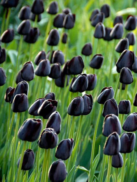 Tulip Queen of Night 10-pack