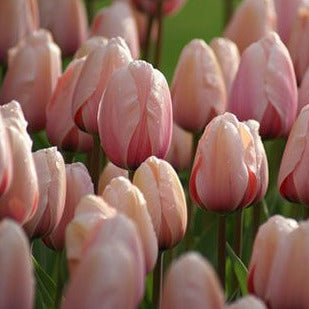 Tulip Salmon Van Eijk 10-pack