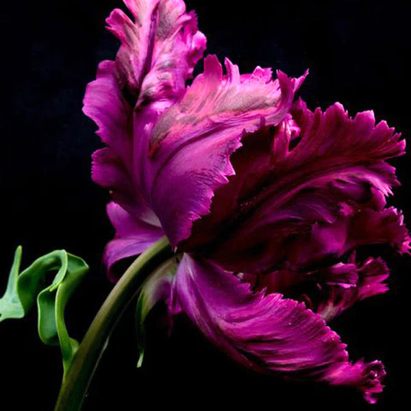 Tulip Secret Parrot 10-pack