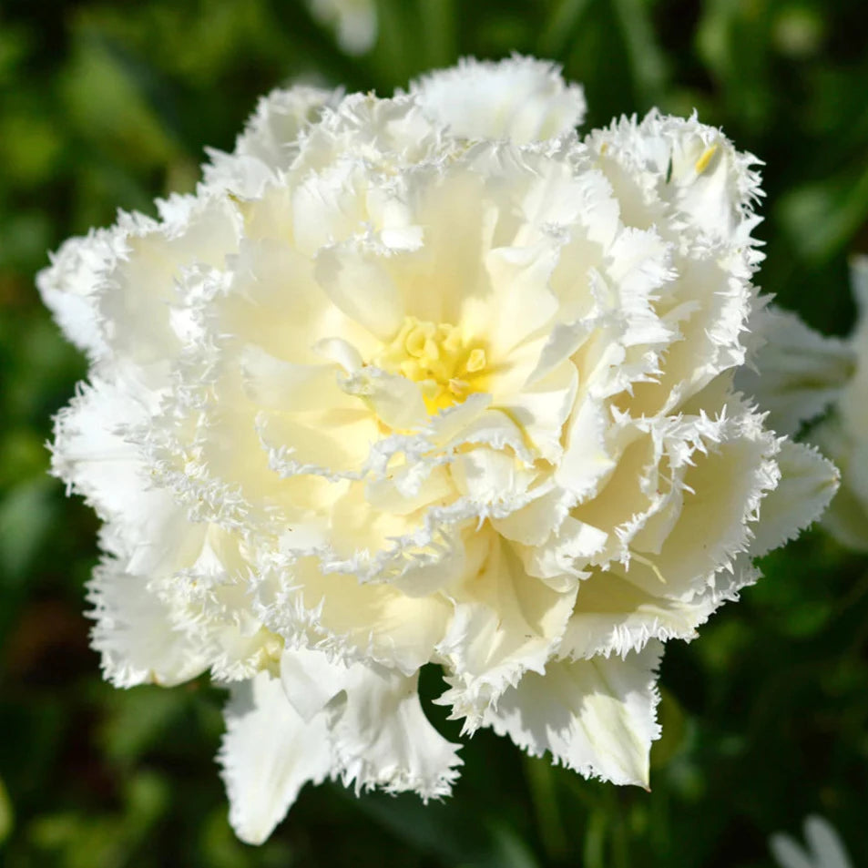 Tulip Snow Crystal 10-pack
