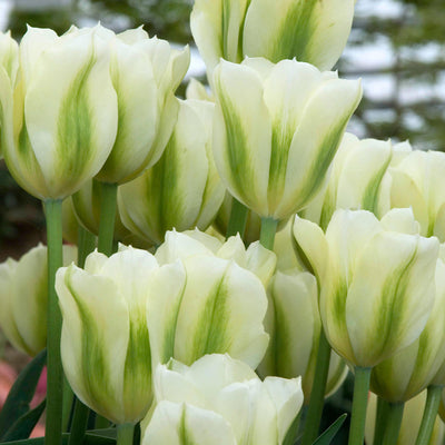Tulip Spring Green 10-pack