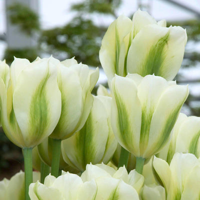 Tulip Spring Green 10-pack