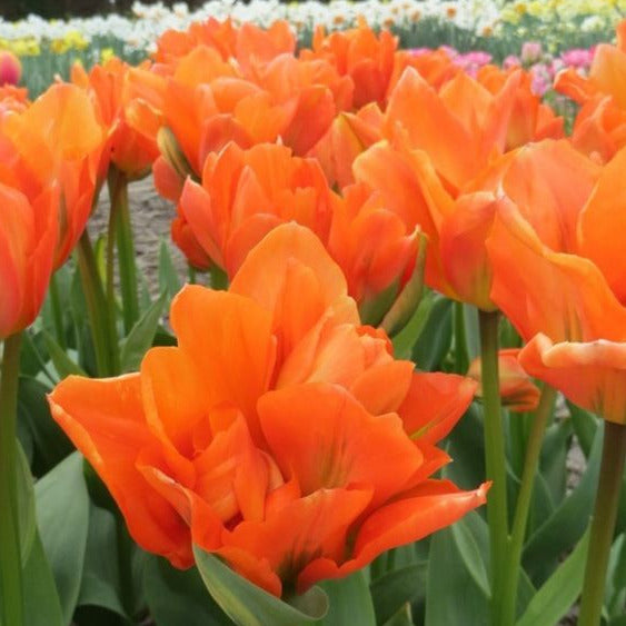 Tulip Disneyland Paris 10-pack