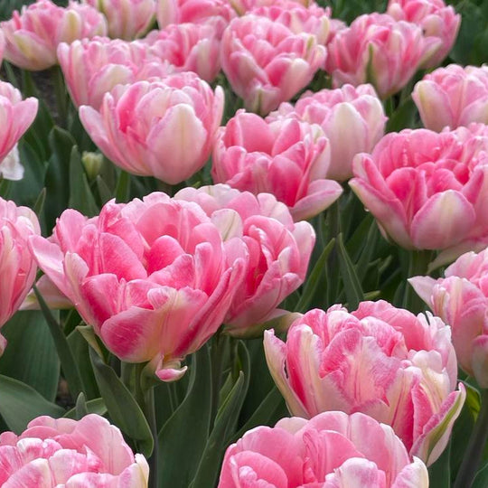Tulip Fantasy Lady 10-pack