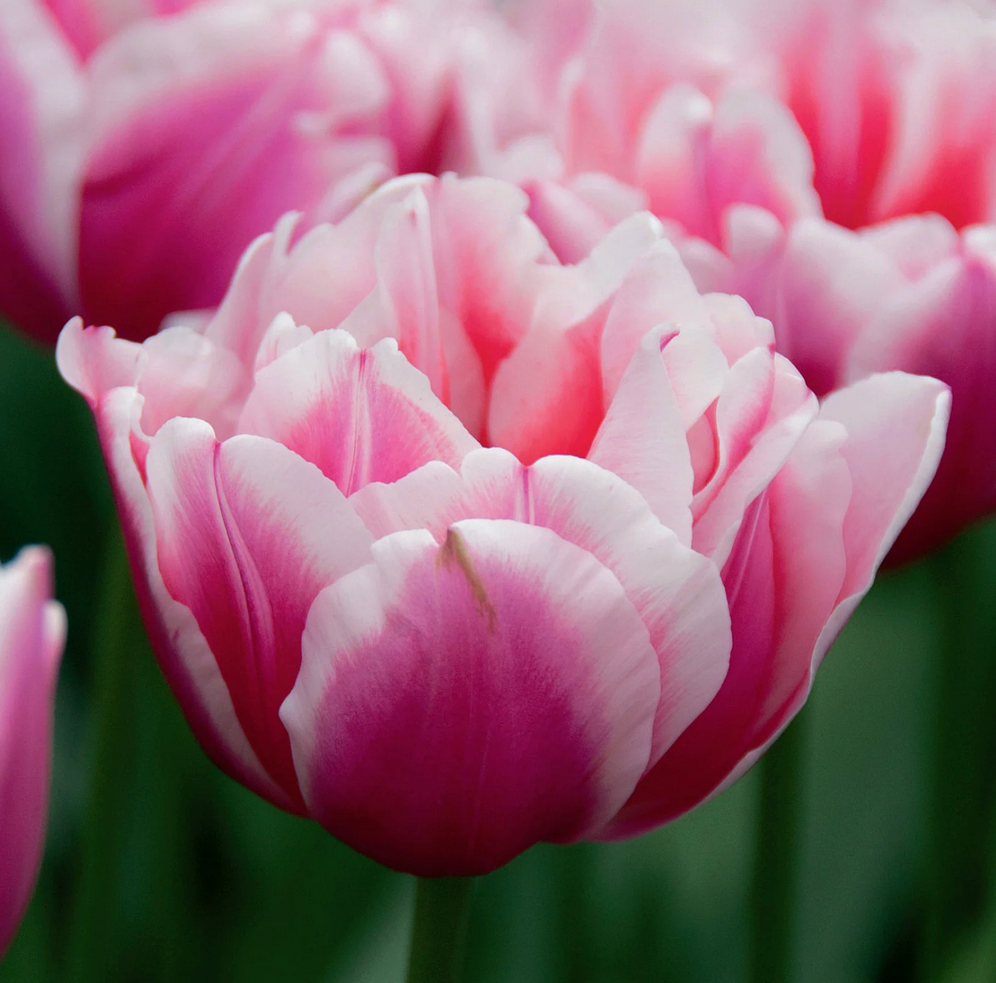 Tulip Fantasy Lady 10-pack