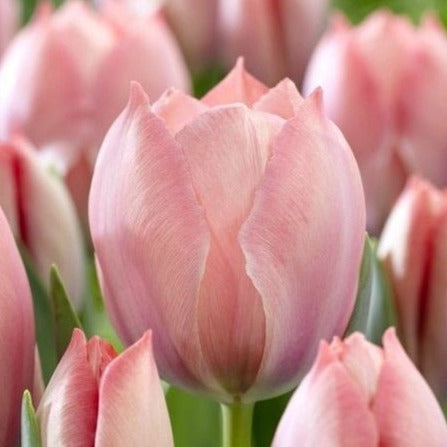 Tulip Salmon Van Eijk 10-pack