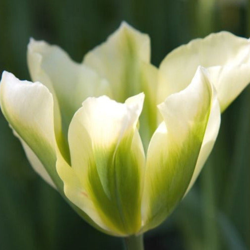 Tulip Spring Green 10-pack