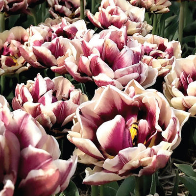 Tulip Wyndham 10-pack