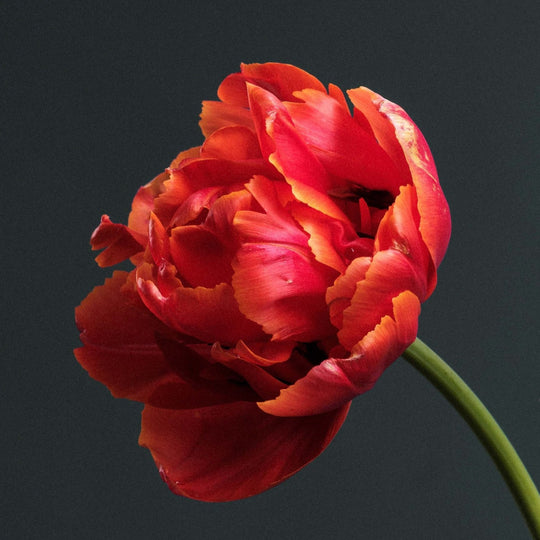 Tulip Mania Subscription