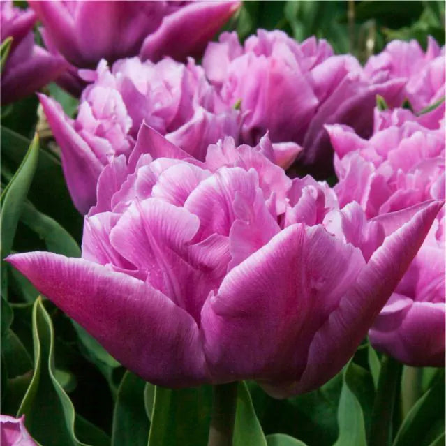 Tulip Double Price 10-pack