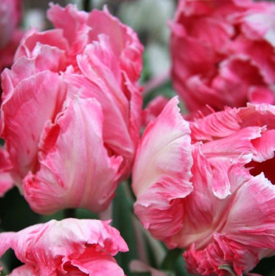 Tulip Flamingo Queen