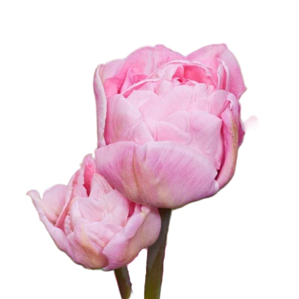 Tulip Mariage 10-pack