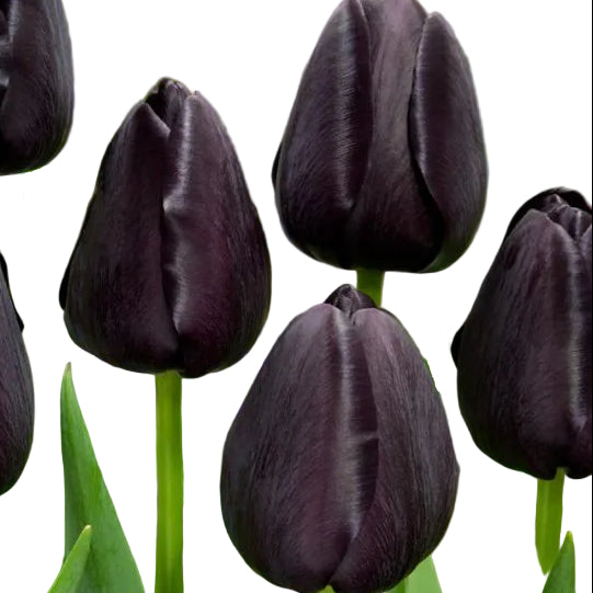 Tulip Queen of Night 10-pack