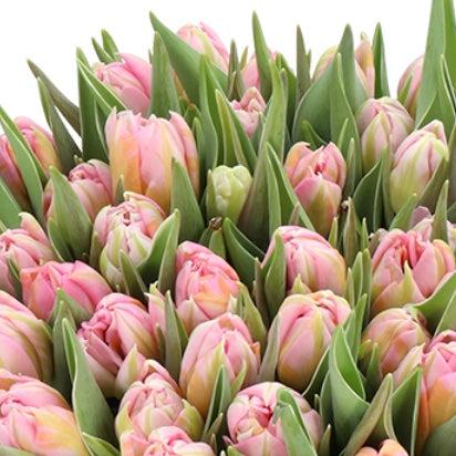 Tulip Dotcom 10-pack