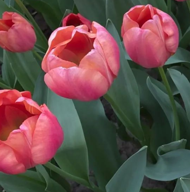 Tulip Flevo Passion 10-pack