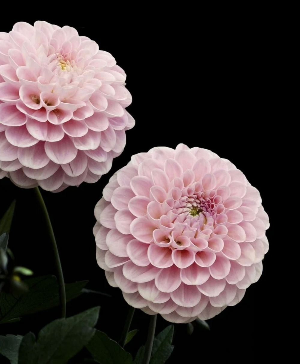 Dahlia Wizard of Oz