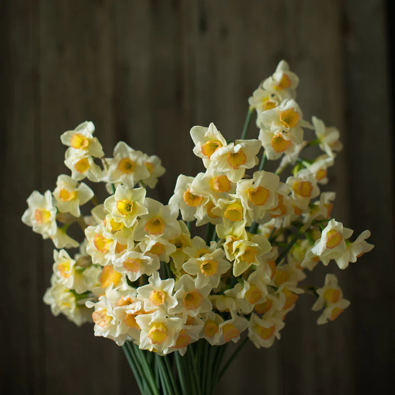 Narcissus Yazz 5-Pack